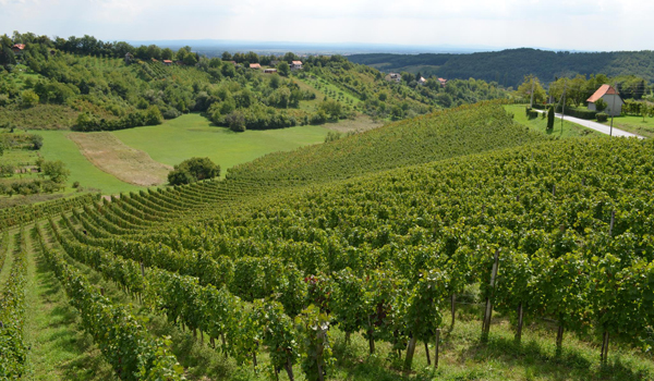vinograd1.jpg