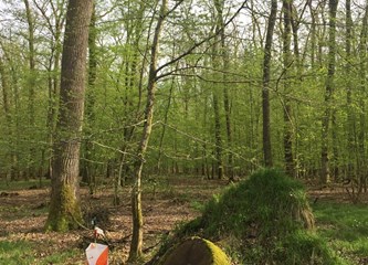 Tradicionalni i inovativni: Održali Neninu utrku i novi Noćni sprint