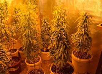 [FOTO] U kući na Plešivici uzgajao marihuanu: Policija pronašla 22 stabljike do metar i pol visine