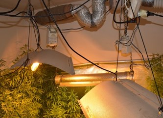 [FOTO] U kući na Plešivici uzgajao marihuanu: Policija pronašla 22 stabljike do metar i pol visine