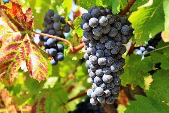 FOTO Berba portugisca na Plešivici: „Manji urod dao vrhunsko grožđe, imat ćemo fina vina!“