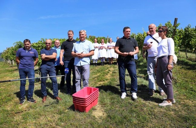 FOTO Berba portugisca na Plešivici: „Manji urod dao vrhunsko grožđe, imat ćemo fina vina!“