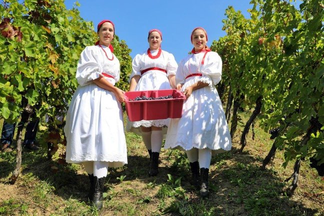 FOTO Berba portugisca na Plešivici: „Manji urod dao vrhunsko grožđe, imat ćemo fina vina!“
