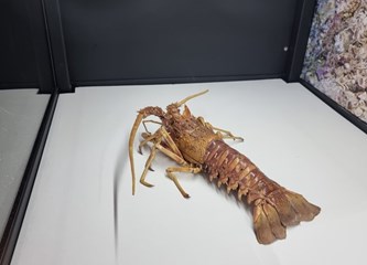 Jaskanskim školarcima stigla edukativna izložba o blagu jadranskog podmorja smještena u autobusu!