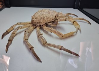 Jaskanskim školarcima stigla edukativna izložba o blagu jadranskog podmorja smještena u autobusu!