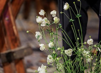 "Pjesnička dvorišta" u Jastrebarsko dovela "dušu Dalmacije"